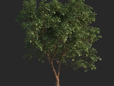 Green Tree With Lush Green Leaves And Strong Brown Trunk In Natural Scene 3d model