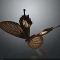 Brown Butterfly With Red White Patterns Unique Wing Shape And Spread Wings On Dark Background