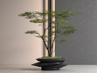 New Chinese Pine Bonsai Pohan Pine Potted Plant 3d model