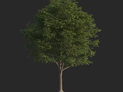 Lush Green Tree With Dense Foliage And Strong Trunk On Dark Background 3d model