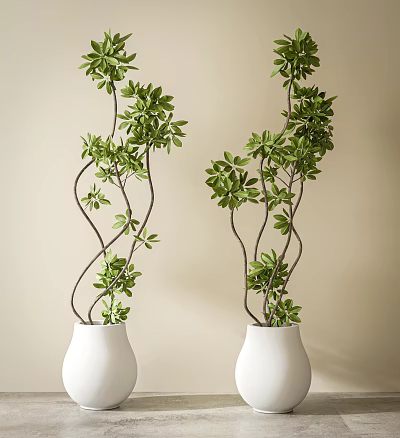 Two Bonsai Potted Plants With Curved Branches And Green Leaves In White Vases 3d model