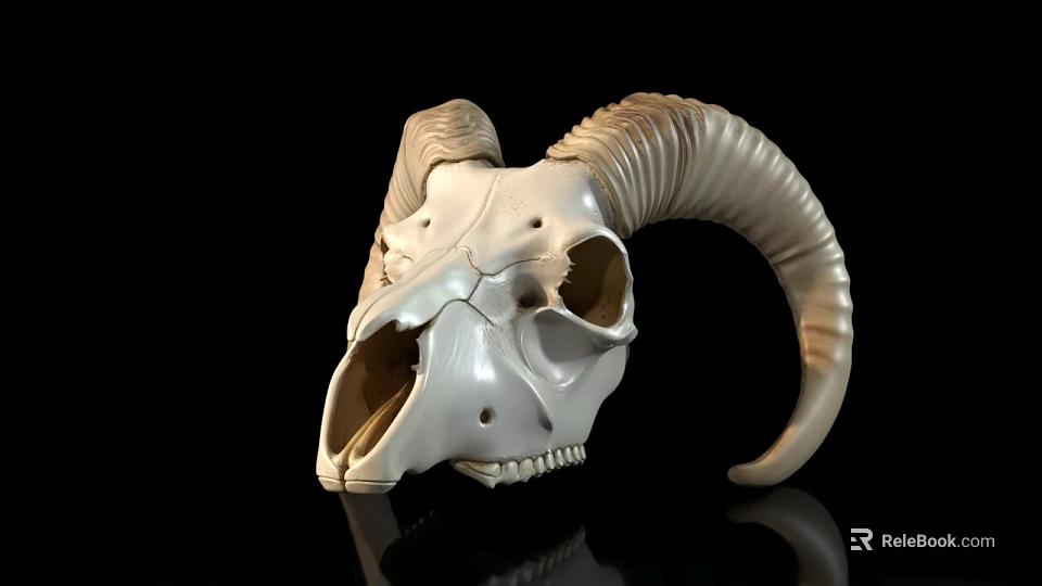 Sheep Skull With Curved Horns And Detailed Bone Structure On Black Background 3d model 