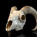 Sheep Skull With Curved Horns And Detailed Bone Structure On Black Background