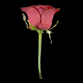 Beautiful Red Rose with Dew Drops on Petals Against Black Background and Green Stem Leaves