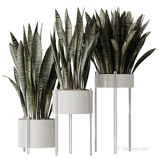 Bonsai Potted Plants With Long Striped Leaves In White Planters On Metal Stands 3d model 