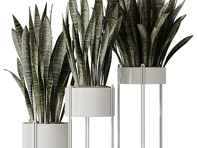 Bonsai Potted Plants With Long Striped Leaves In White Planters On Metal Stands 3d model