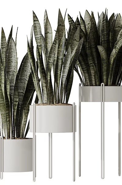 Bonsai Potted Plants With Long Striped Leaves In White Planters On Metal Stands 3d model