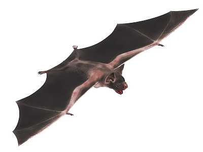 Flying Animal Bat With Spread Dark Wings And Red Mouth In Flight 3d model