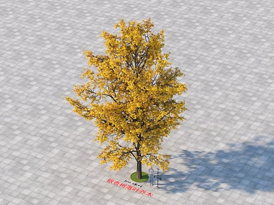 Solitary Ginkgo Tree With Vibrant Yellow Leaves Standing On Paved Ground 3d model