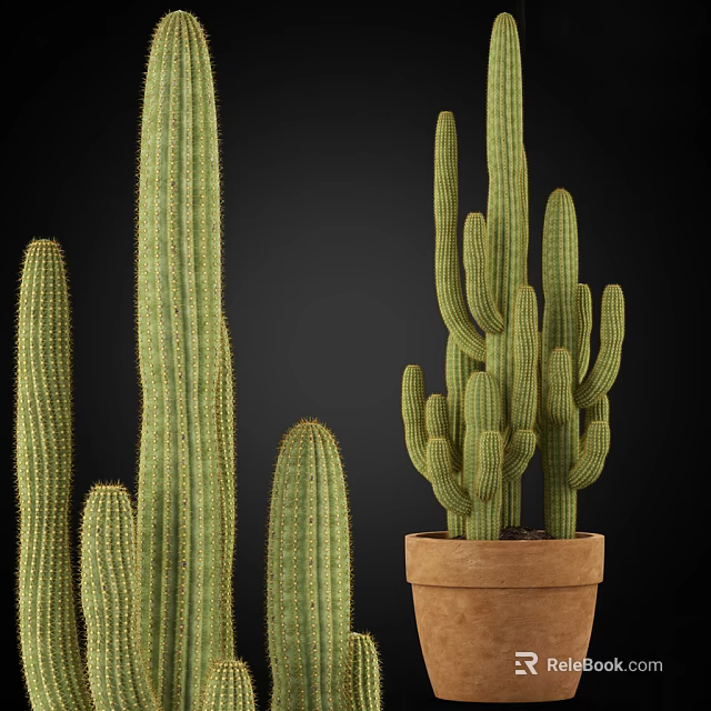 Tall And Short Green Cactus Potted Plants In Terracotta Pot For Home Decor 3d model 