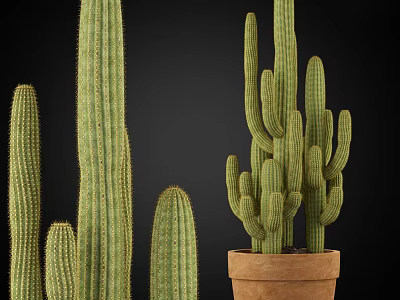 Tall And Short Green Cactus Potted Plants In Terracotta Pot For Home Decor 3d model