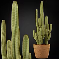 Tall And Short Green Cactus Potted Plants In Terracotta Pot For Home Decor