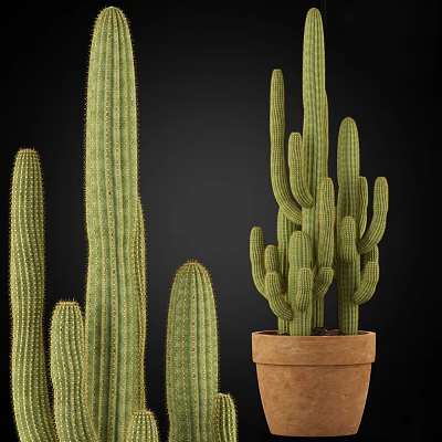 Tall And Short Green Cactus Potted Plants In Terracotta Pot For Home Decor 3d model
