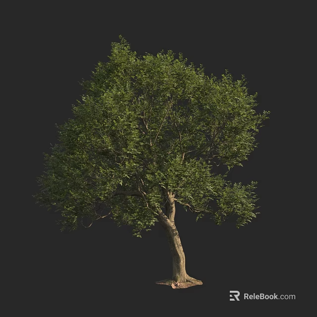 Tall Arbor With Lush Green Foliage And Brown Trunk On Dark Background 3d model 