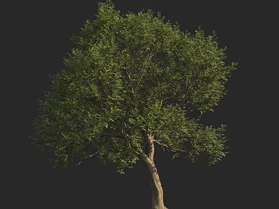 Tall Arbor With Lush Green Foliage And Brown Trunk On Dark Background 3d model