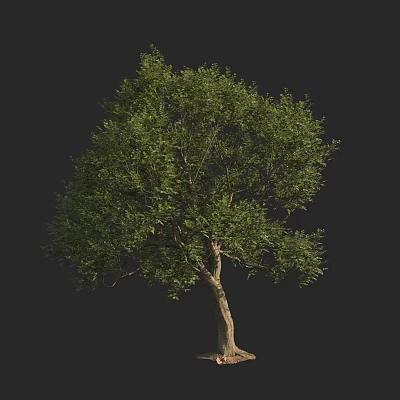 Tall Arbor With Lush Green Foliage And Brown Trunk On Dark Background 3d model