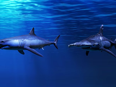 Two Sharks Swimming in Deep Blue Underwater with Clear Water 3d model