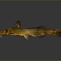 Japanese Striped Misgurnus anguillicaudatus Inner Mongolia Loach Cyan Misgurnus anguillicaudatus Large Scale Misgurnus anguillicaudatus Pseudo Autumn Two-Color Middle Misgurnus anguillicaudatus 3d model