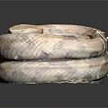 Coiled Brown And Tan Patterned Snake On Black Background With Shiny Scales 3d model