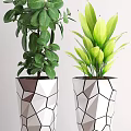 Two Potted Bonsai Plants With Lush Green Leaves In Geometric Design Pots