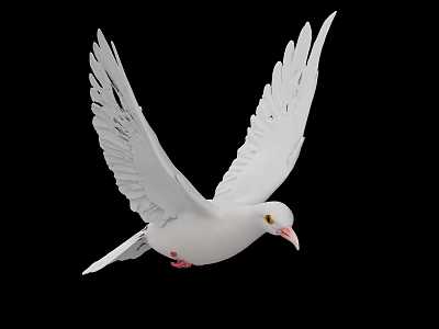 Graceful White Dove Flying with Spread Wings Against Black Background 3d model