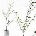 Bonsai Potted Plants With Golden Green Leaves Various Branch Shapes For Home Decor