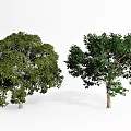 Modern Tree Landscape Big Tree Courtyard Landscape Tree 3d model