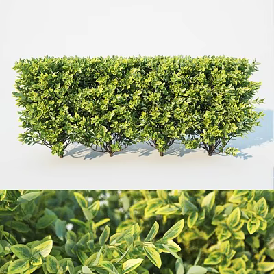 Lush Green Well Trimmed Bushes With Dense Foliage For Garden Landscaping 3d model