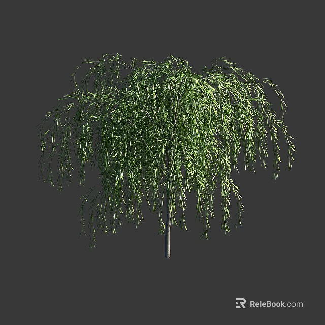 Lush Weeping Willow Tree With Green Hanging Branches And Slender Trunk 3d model 