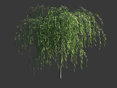 Lush Weeping Willow Tree With Green Hanging Branches And Slender Trunk 3d model