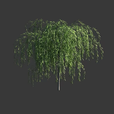 Lush Weeping Willow Tree With Green Hanging Branches And Slender Trunk 3d model