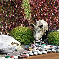 Lush Living Plant Wall with Hanging Greenery Colorful Foliage Stone Statue Pebbles and Wooden Floor