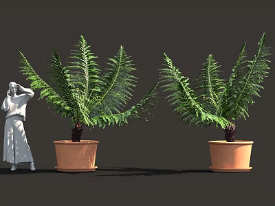 Large Fern Plants in Terracotta Pots with Green Foliage and White Robed Person 3d model