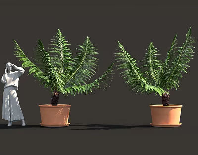 Large Fern Plants in Terracotta Pots with Green Foliage and White Robed Person 3d model