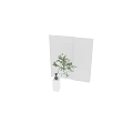 Vibrant Green Leaf Plant in Transparent Glass Vase on White Background