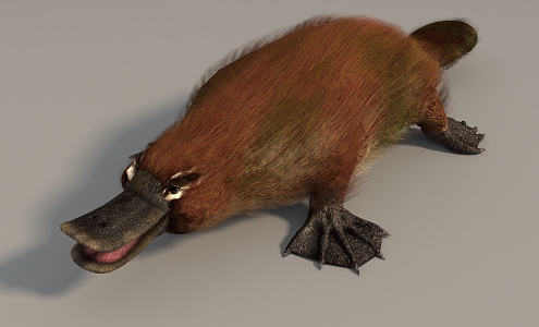 Platypus Realistic Animal High Precision Movie Grade Reptile Animal 3d model