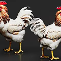 Two Roosters With Red Combs White Brown Feathers And Yellow Legs On Grey Background