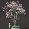 Vibrant Plant Combination With Pink Flowering Tree Thick Trunk Green Grass And Small Flowers