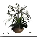 White Orchid Bonsai Potted Plant With Green Leaves And Yellow Buds In Brown Clay Pot