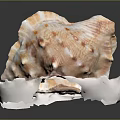 Marine Snail Seashell Featuring Orange Spotted Shell On White Base Against Gray Background 3d model