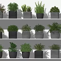 Bonsai Potted Plants Display on Indoor Shelves with Various Green Foliage and Different Pots