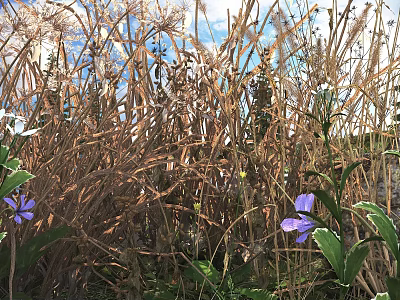 Purple Flowers And Withered Grass In Natural Environment With Blue Sky White Clouds 3d model