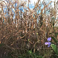 Purple Flowers And Withered Grass In Natural Environment With Blue Sky White Clouds