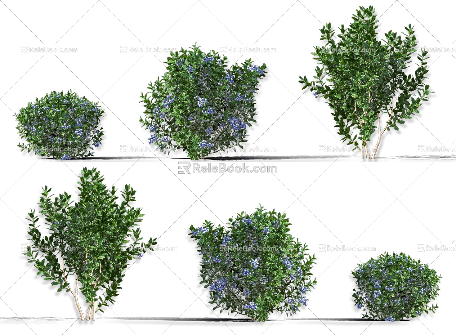 Blueberry Blueberry Fruit Tree Evergreen Shrub Blueberry Cranberry Fruit Tree Shrub Green Plant Combination Fruit Tree Plum Garden Fruit Tree Orchard Trees 3d model