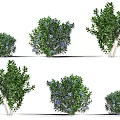Blueberry Fruit Tree Evergreen Shrub Blueberry Cranberry Fruit Tree Shrub Green Plant Combination Fruit Tree Plum Garden Fruit Tree Orchard Trees 3d model