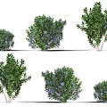 Blueberry Blueberry Fruit Tree Evergreen Shrub Blueberry Cranberry Fruit Tree Shrub Green Plant Combination Fruit Tree Plum Garden Fruit Tree Orchard Trees 3d model