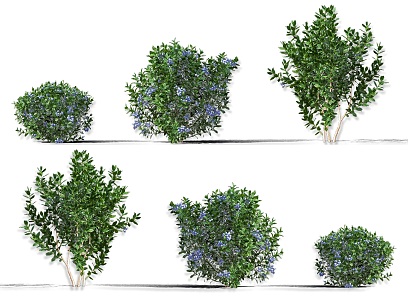 Blueberry Fruit Tree Evergreen Shrub Blueberry Cranberry Fruit Tree Shrub Green Plant Combination Fruit Tree Plum Garden Fruit Tree Orchard Trees 3d model