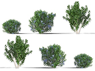 Blueberry Fruit Tree Evergreen Shrub Blueberry Cranberry Fruit Tree Shrub Green Plant Combination Fruit Tree Plum Garden Fruit Tree Orchard Trees 3d model