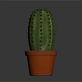 Green Cactus Plant With Sharp Spines In Orange Terracotta Pot On Gray Background