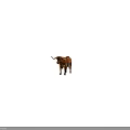 Brown And White Spotted Bull With Long Horns Standing On Gray Background